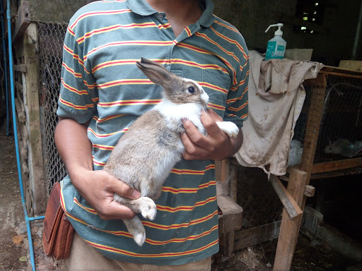 Rabbit in phuket