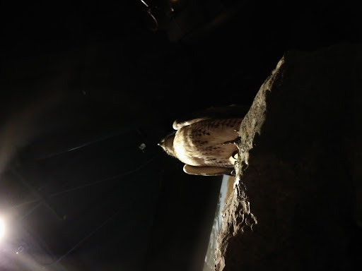 Natural History Museum «Fernbank Museum of Natural History», reviews and photos, 767 Clifton Rd, Atlanta, GA 30307, USA