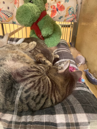 Pet Supply Store «PetSmart», reviews and photos, 16760 Highlands Center Blvd, Bristol, VA 24202, USA