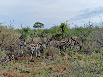 Madikwe Game Reserve