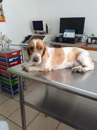 Veterinary clinics in Leon