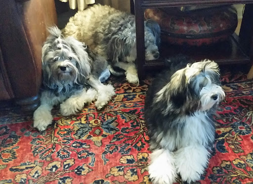 Pet Supply Store «Pet Valu», reviews and photos, 141 US-130, Cinnaminson, NJ 08077, USA