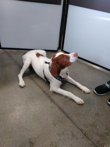 Pet Supply Store «Petco Animal Supplies», reviews and photos, 3430 W State St, Grand Island, NE 68803, USA