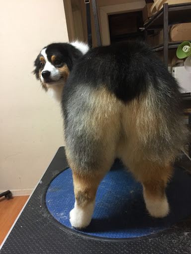 Pet Groomer «Spoiled Petz Pet Store and Grooming», reviews and photos, 12030 Donner Pass Rd #1, Truckee, CA 96161, USA