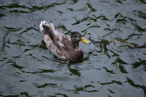 Zoo «Potawatomi Zoo», reviews and photos, 500 S Greenlawn Ave, South Bend, IN 46615, USA