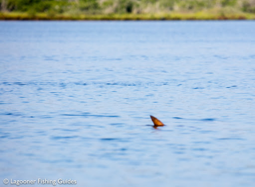 Fishing Store «Fishing & Diving Center», reviews and photos, 6300 N Atlantic Ave, Cape Canaveral, FL 32920, USA