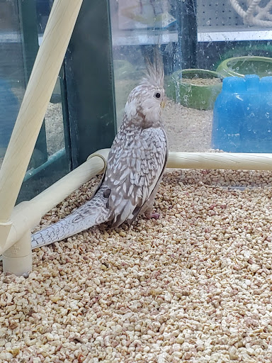 Pet Store «Petland Pensacola», reviews and photos, 6235 N Davis Hwy, Pensacola, FL 32504, USA