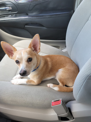 Veterinarian «PetCoral Resort and Veterinary», reviews and photos, 924 Del Prado Blvd, Cape Coral, FL 33990, USA