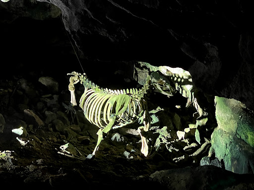 Tourist Attraction «Sea Lion Caves», reviews and photos, 91560 US-101, Florence, OR 97439, USA