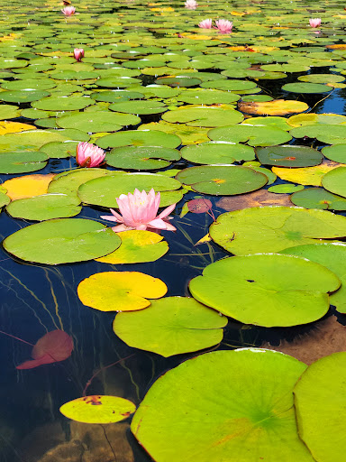 Park «Wildcat Lake County Park», reviews and photos, 9205 NW Holly Rd, Bremerton, WA 98312, USA