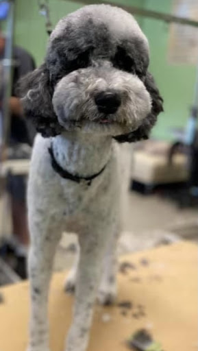 Pet Groomer «Tidy Dog Pet Supply & Salon», reviews and photos, 2612 Lebanon Pike A, Nashville, TN 37214, USA