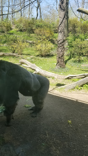 Park «Bronx zoo Park lot», reviews and photos, 2152 Crotona Pkwy, Bronx, NY 10460, USA