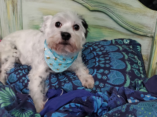 Pet Supply Store «Petco Animal Supplies», reviews and photos, 9 W Avon Rd, Avon, CT 06001, USA