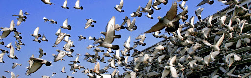 Konstatovací systém pro poštovní holuby - TOPigeon