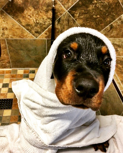 Pet Store «Pet Valu», reviews and photos, 63 Eastern Blvd N, Hagerstown, MD 21740, USA