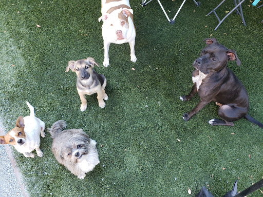 Pet Supply Store «Pet Food Express», reviews and photos, 5829 Lone Tree Way, Antioch, CA 94531, USA