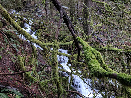 Tourist Attraction «Fairy Falls», reviews and photos, Wahkeena Trail #420, Corbett, OR 97019, USA