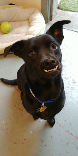 Dog Day Care Center «The Bowhaus Pet Company», reviews and photos, 2472 E Colorado Blvd, Pasadena, CA 91107, USA