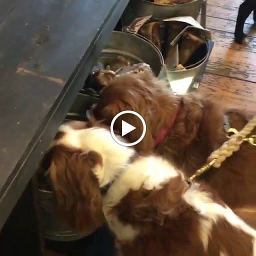 Pet Supply Store «The Fish & Bone, Portland ME», reviews and photos, 195 Commercial St, Portland, ME 04101, USA