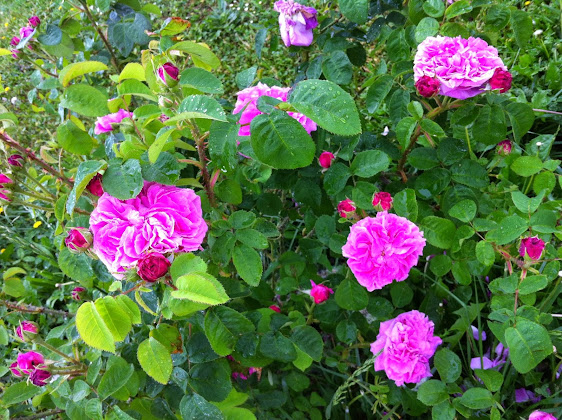 Photo Appartamento vacanze Corte Monticello 36048 Ponte di Barbarano