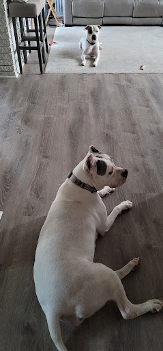 Pet Supply Store «PetSmart», reviews and photos, 8660 Airline Hwy, Baton Rouge, LA 70815, USA