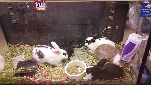Pet Supply Store «PetSmart», reviews and photos, 3132 Vestal Pkwy E, Vestal, NY 13850, USA