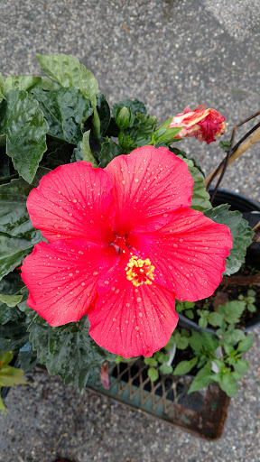 Auto Body Shop «Caliber Collision», reviews and photos, 5455 FM 1960, Humble, TX 77346, USA