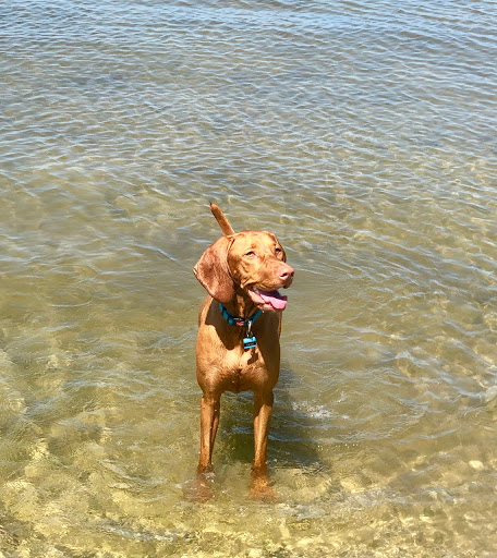 Picnic Island Beach Dog Park