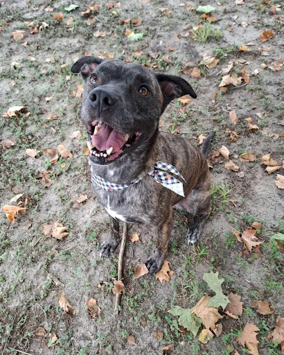 Pet Supply Store «Petco Animal Supplies», reviews and photos, 7223 Coastal Blvd, Brooksville, FL 34613, USA