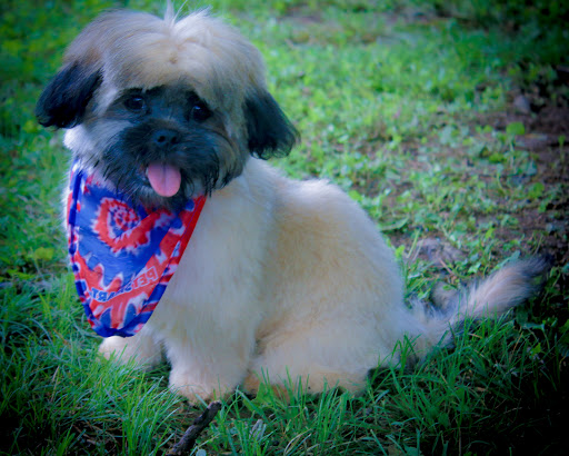 Pet Supply Store «PetSmart», reviews and photos, 2201 Gallatin Pike N, Madison, TN 37115, USA