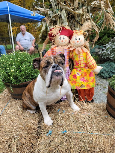 Berkeley's Dapper Dog & Cat Grooming LLC