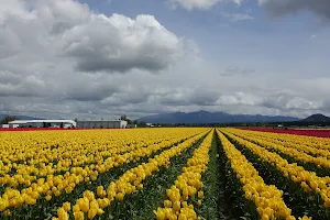 Skagit Valley Tulip Festival image