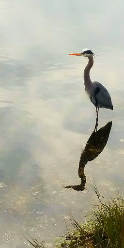 Nature Preserve «Perico Preserve», reviews and photos, 11700 Manatee Ave W, Bradenton, FL 34209, USA