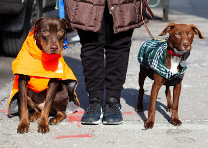 Buster and Whiskers - Dog Walker Astoria