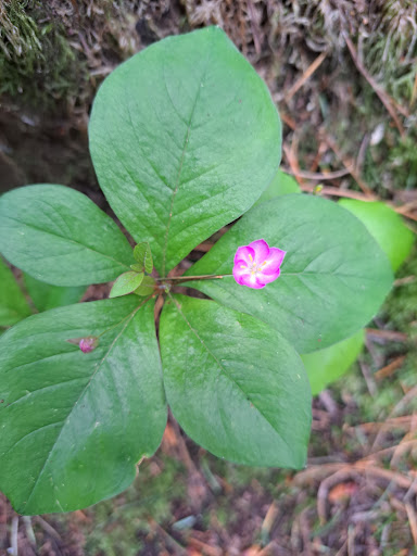 Nature Preserve «Illahee Preserve», reviews and photos, 3200 NE Riddell Rd, Bremerton, WA 98310, USA