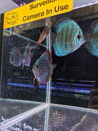 Sydney Discus World Aquariums Retail Shop