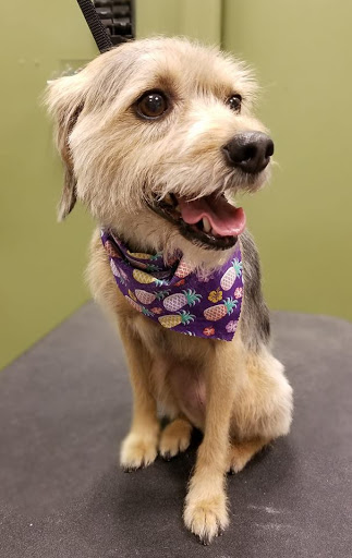 Pet Supply Store «EarthWise Pet Supply», reviews and photos, 4701 Bauer Farm Drive b, Lawrence, KS 66049, USA