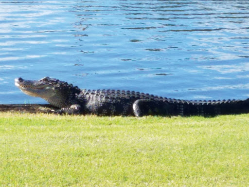 Golf Club «Old Marsh Golf Club», reviews and photos, 7500 Old Marsh Rd, Palm Beach Gardens, FL 33418, USA