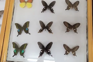 National Insect Museum image