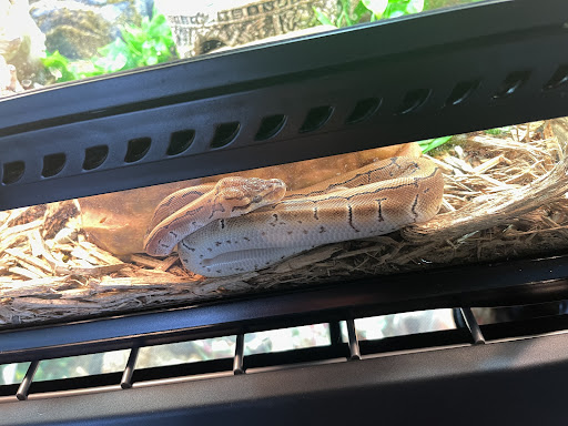 Reptile Store «Reptile Pets Direct», reviews and photos, 8088 Pat Booker Rd, Live Oak, TX 78233, USA