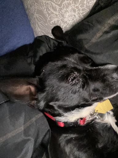 Pet Supply Store «PetSmart», reviews and photos, 4794 Jimmy Lee Smith Pkwy #108, Hiram, GA 30141, USA