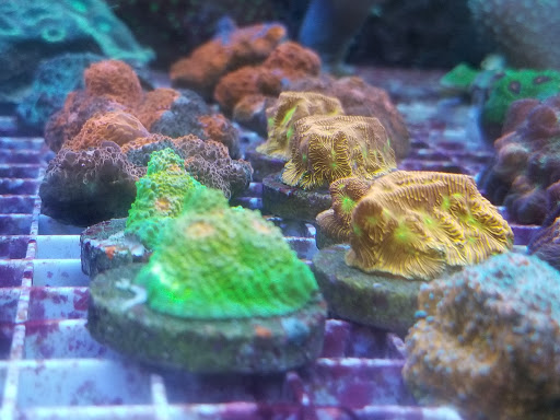 Pet Supply Store «Tropical Island Aquarium Fish Store Long Island», reviews and photos, 2112 Deer Park Ave, Deer Park, NY 11729, USA