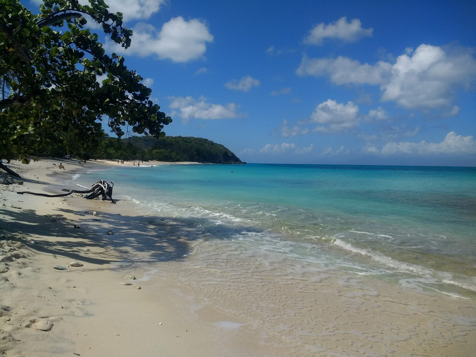 Foto von Plage du Vieux Fort wilde gegend