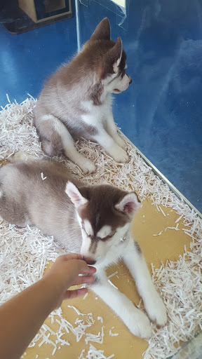 Pet Store «V.I. Pets», reviews and photos, 11975 E Lakewood Blvd, Holland, MI 49424, USA