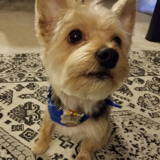 Pet Store «Village Pet Shop», reviews and photos, 701 N Black Horse Pike, Williamstown, NJ 08094, USA