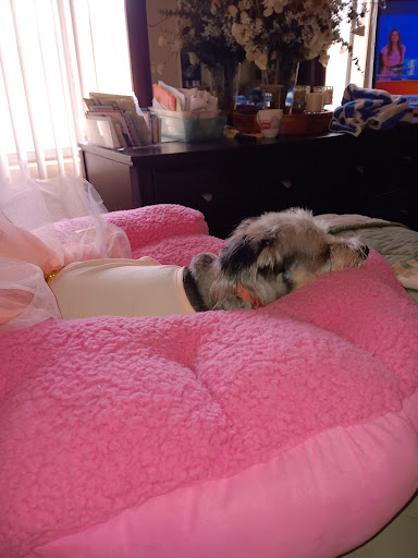 Center Sinai Animal Hospital image
