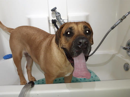 Pet Supply Store «Highland Pet Supply», reviews and photos, 1186 North Highland Avenue Northeast, Atlanta, GA 30306, USA