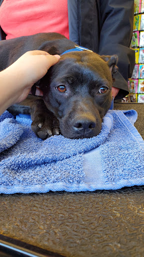 Pet Supply Store «Pet Supplies Plus», reviews and photos, 400 Lowell Ave Suite 14, Haverhill, MA 01832, USA