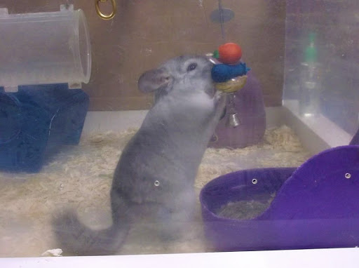 Pet Supply Store «Over Bridge Pet Supplies», reviews and photos, 24 Seneca St, Hornell, NY 14843, USA