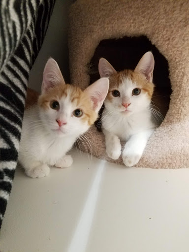 Pet Boarding Service «All About Pets», reviews and photos, 130 Arrow Rd #102, Hilton Head Island, SC 29928, USA